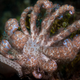 Illustration for article titled Striking Photographs Of Sea Slugs Expose The Alien World Under the Sea